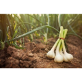 Nouvelle récolte d&#39;ail frais de haute qualité